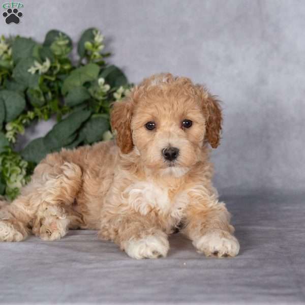 Buster, Bich-Poo Puppy